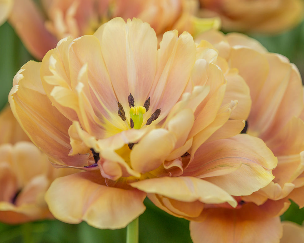 Tulip 'La Belle Époque'