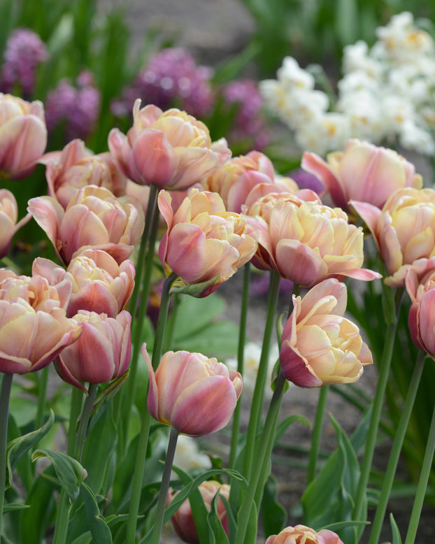 Tulip 'La Belle Époque'