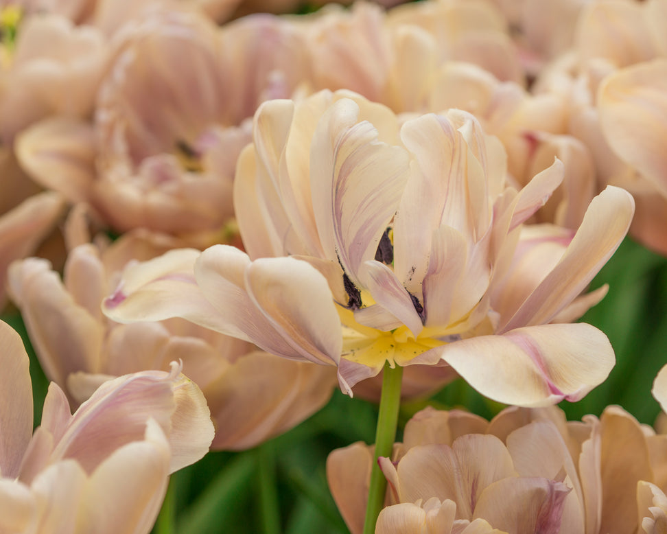 Tulip 'La Belle Époque'