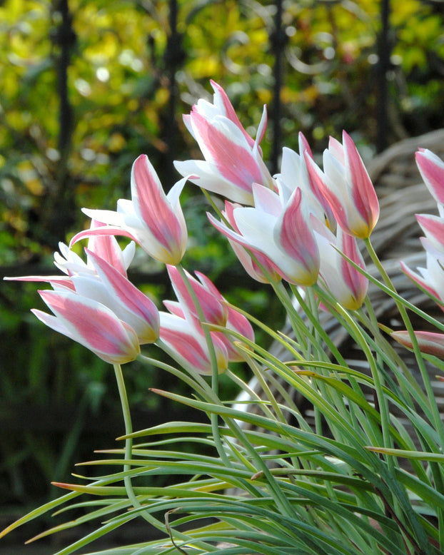 Flower BulbsLady Jane™ Bulbs UK - 1