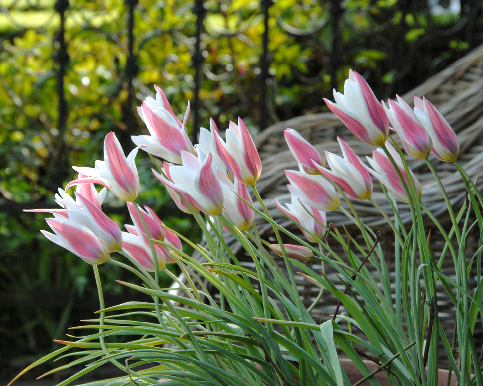 Flower BulbsLady Jane™ Bulbs UK - 2