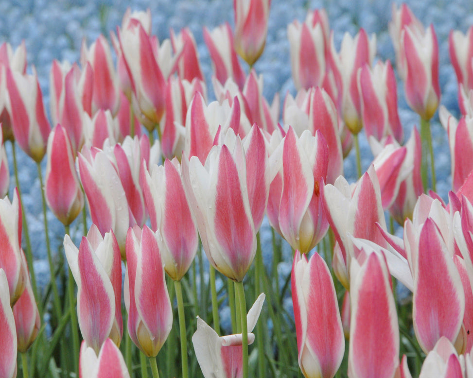 Flower BulbsLady Jane™ Bulbs UK - 4