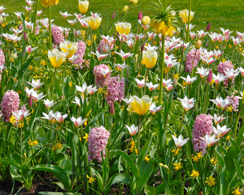 Flower BulbsLady Jane™ Bulbs UK - 5