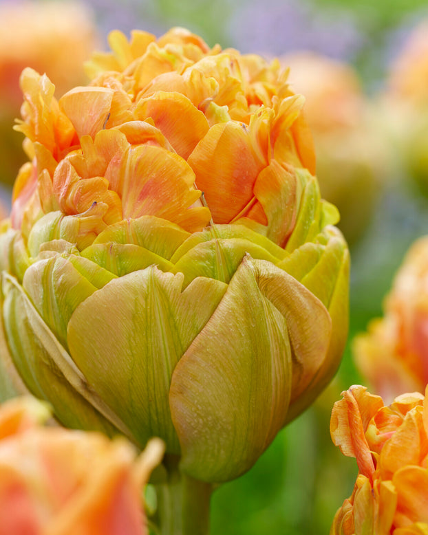 Tulip 'Le Lavandou'