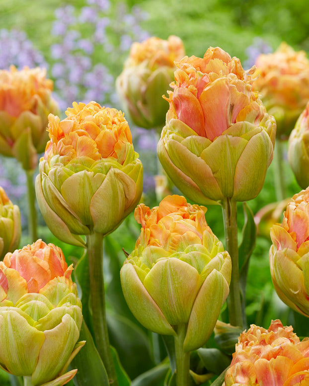 Tulip 'Le Lavandou'