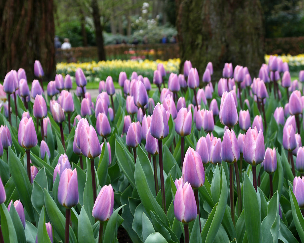 Tulip 'Light and Dreamy'