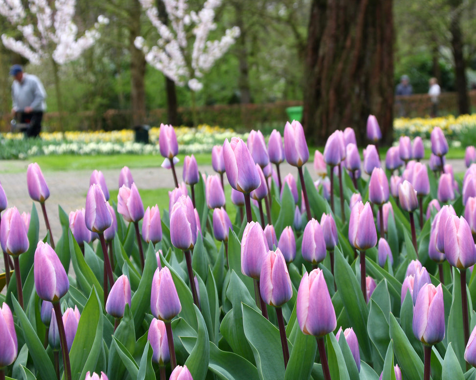 Tulip 'Light and Dreamy'