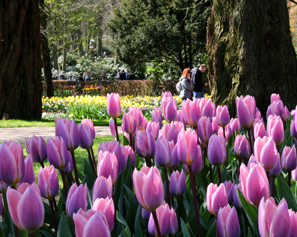Tulip 'Light and Dreamy'