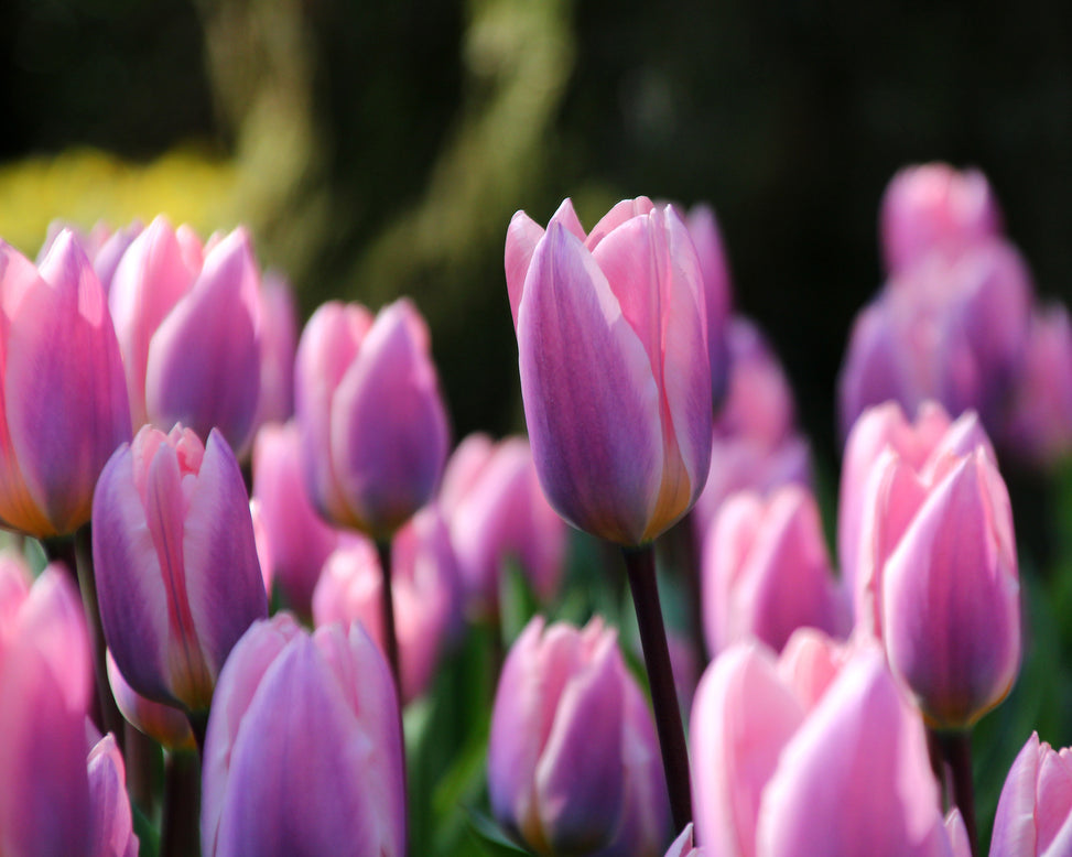 Tulip 'Light and Dreamy'