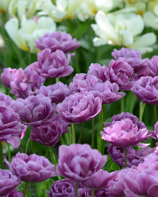 Tulip 'Lilac Perfection' Flower BulbsLilac Perfection Bulbs UK - 1