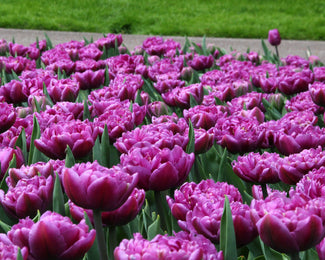 Tulip 'Lilac Perfection' Flower BulbsLilac Perfection Bulbs UK - 1