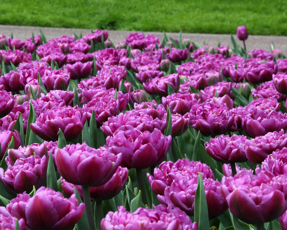 Tulip 'Lilac Perfection'