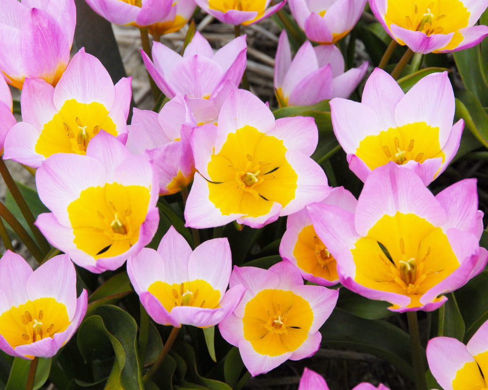 Flower BulbsLilac Wonder Bulbs UK - 4