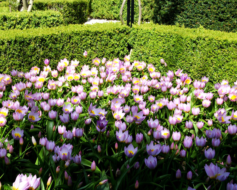 Tulip 'Lilac Wonder'