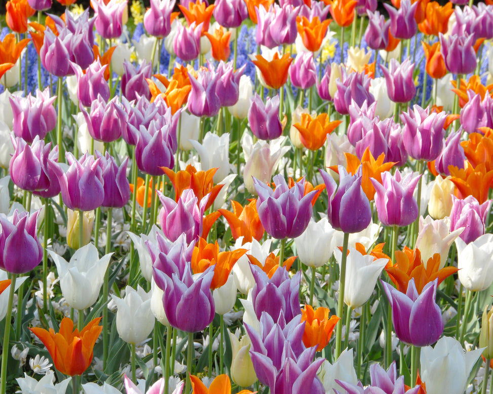 Flower BulbsLily-Flowering Mixed Colours Bulbs UK - 2