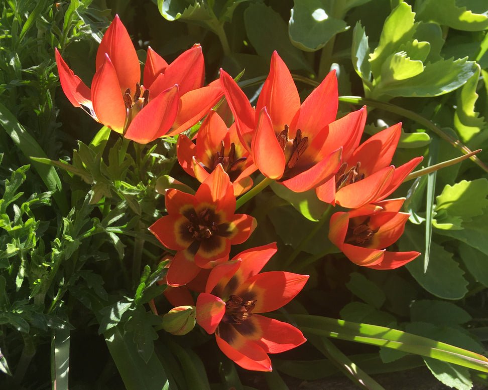 Tulip 'Little Princess'