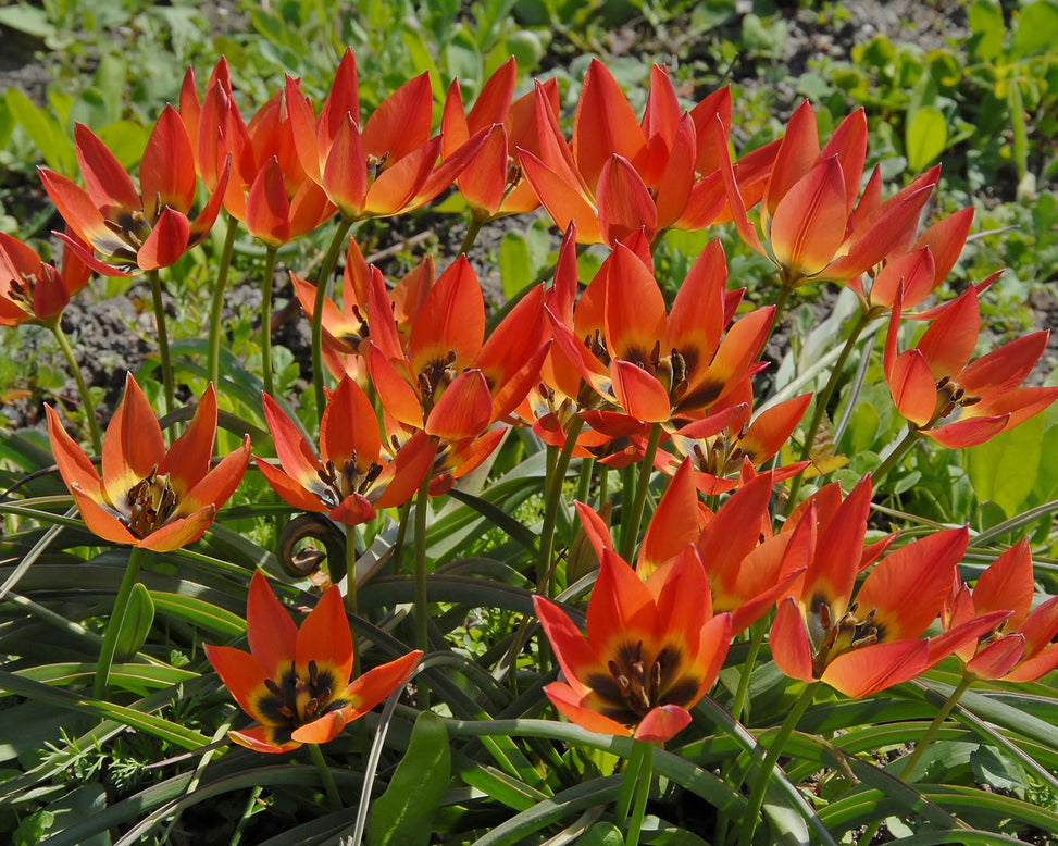 Tulip 'Little Princess'