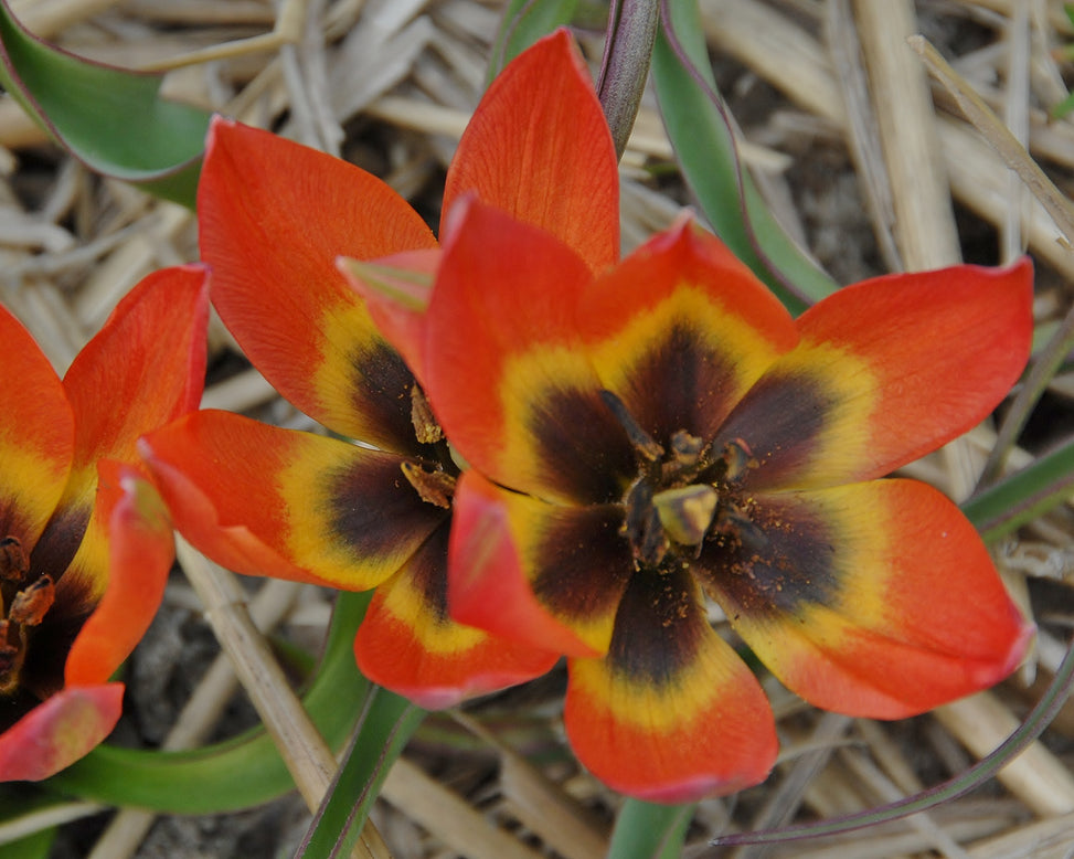 Tulip 'Little Princess'