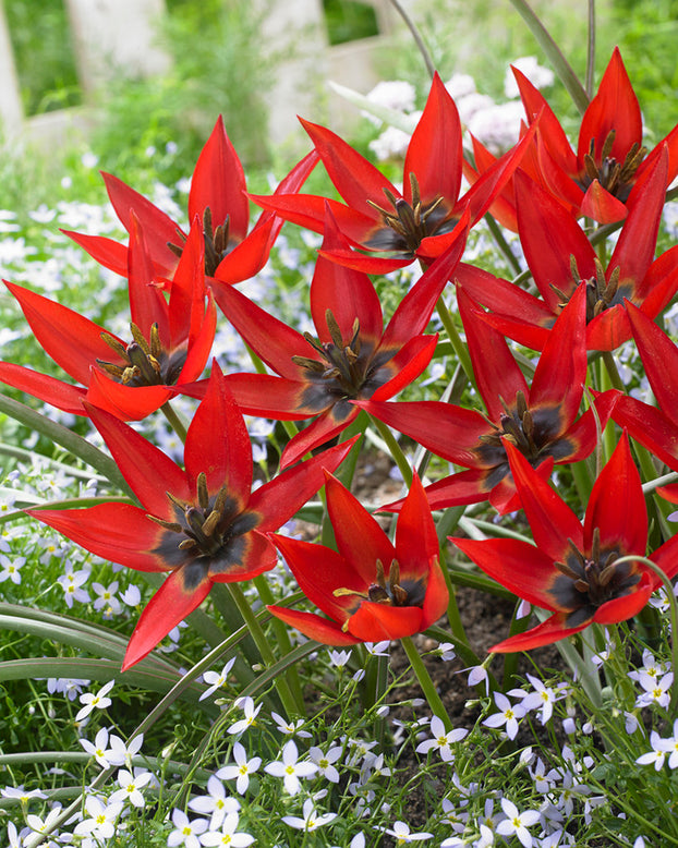 Tulip orphanidea 'Lizzy'