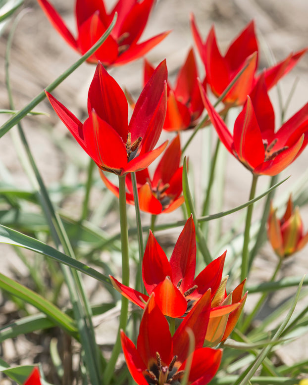Tulip orphanidea 'Lizzy'