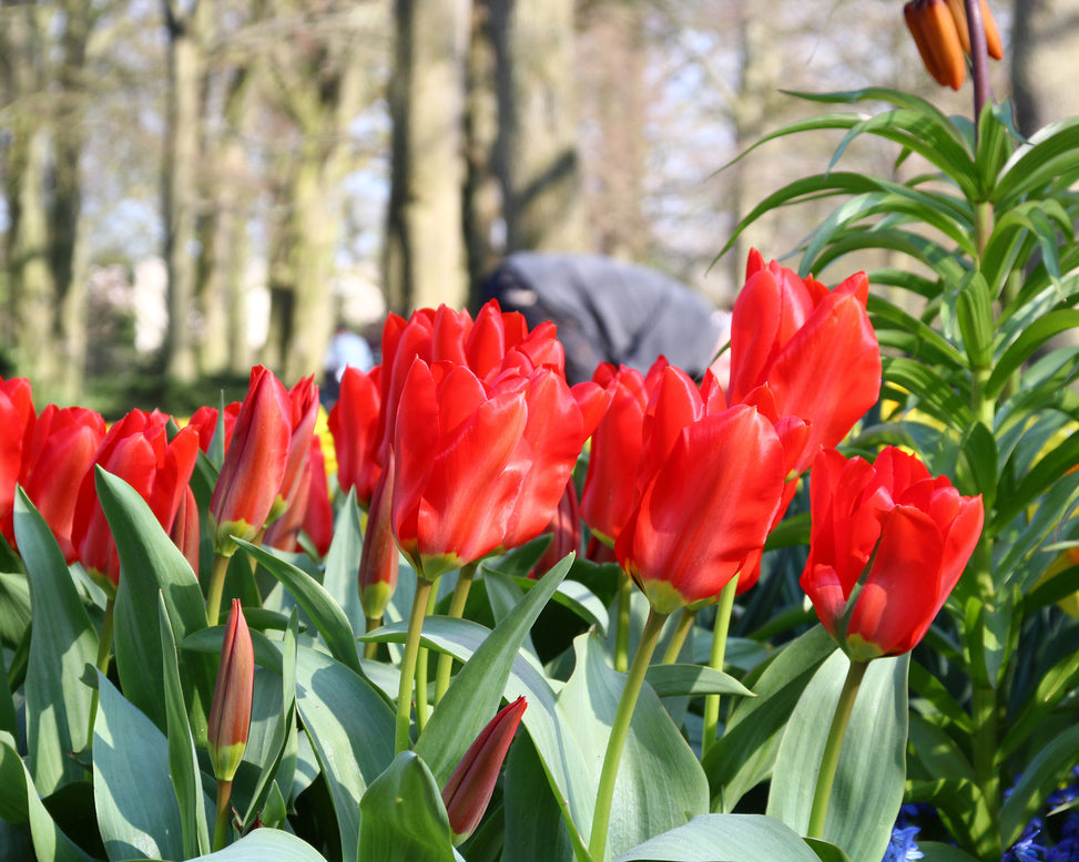 Tulip 'Red Emperor'