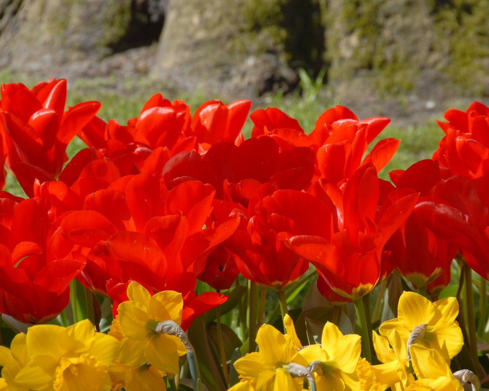 Flower BulbsMadame Lefeber Bulbs UK - 3