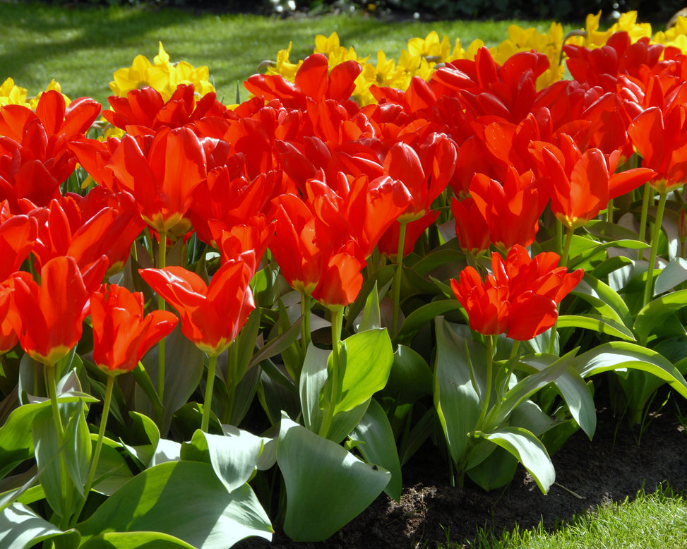 Flower BulbsMadame Lefeber Bulbs UK - 5