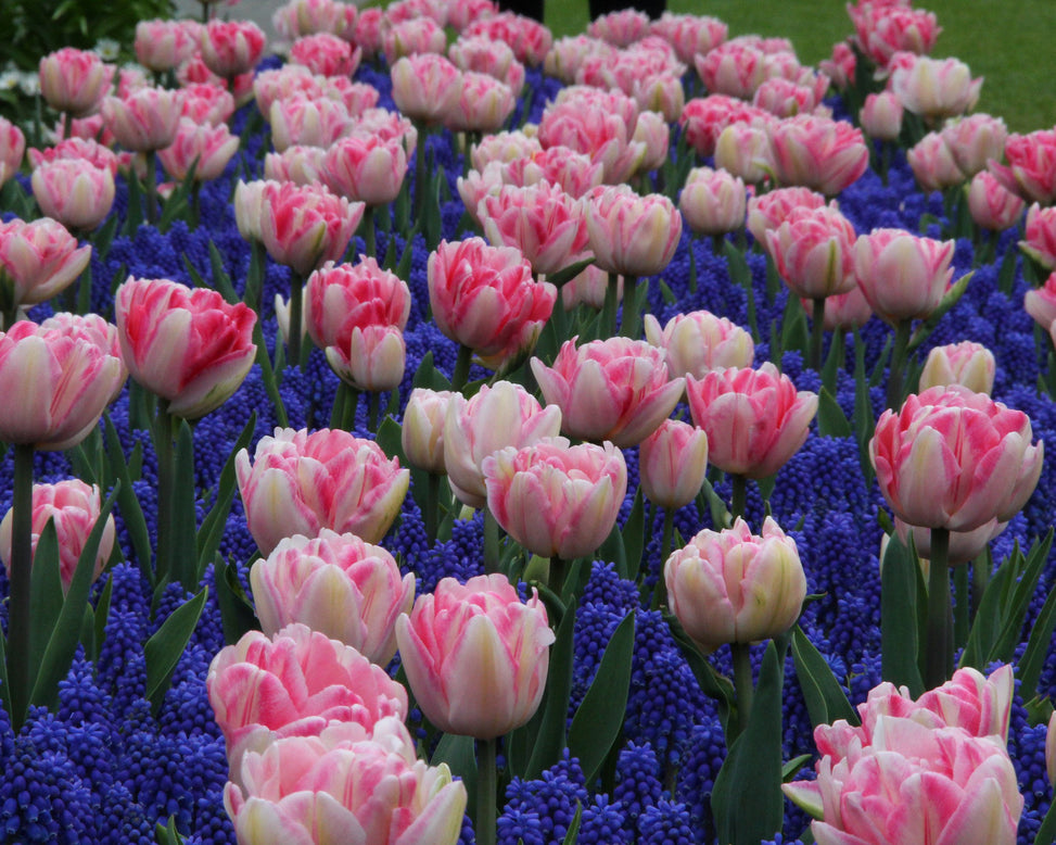 Collection 'Magenta Magic'