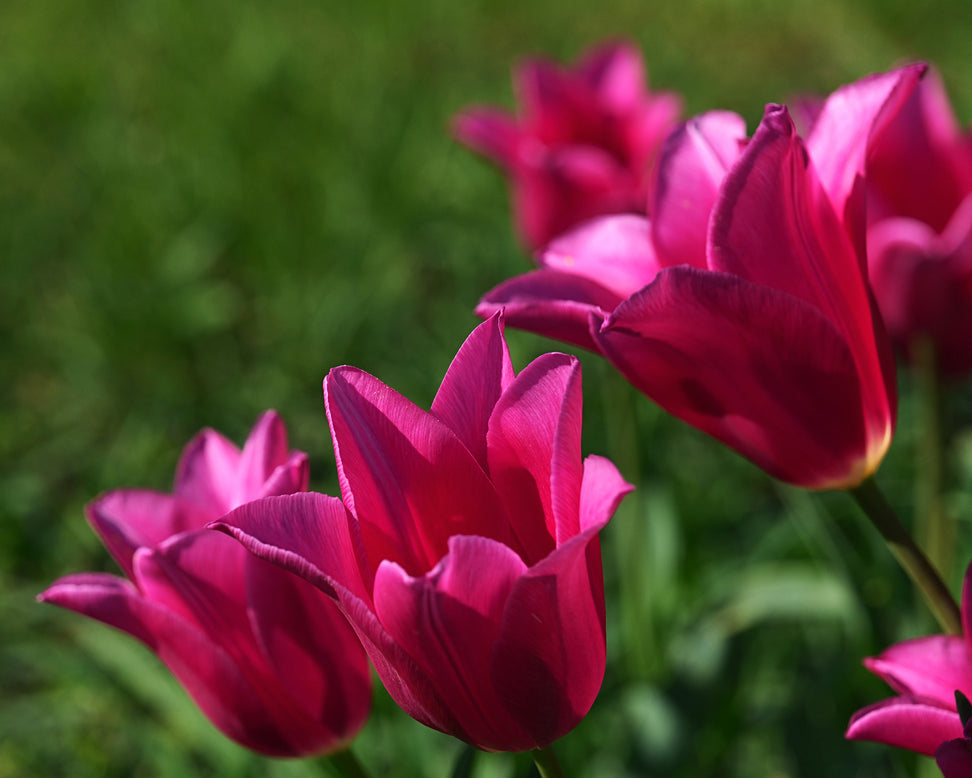 Tulip 'Mariette'