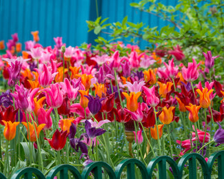 Tulip 'Mariette' Tulip 'Mariette'