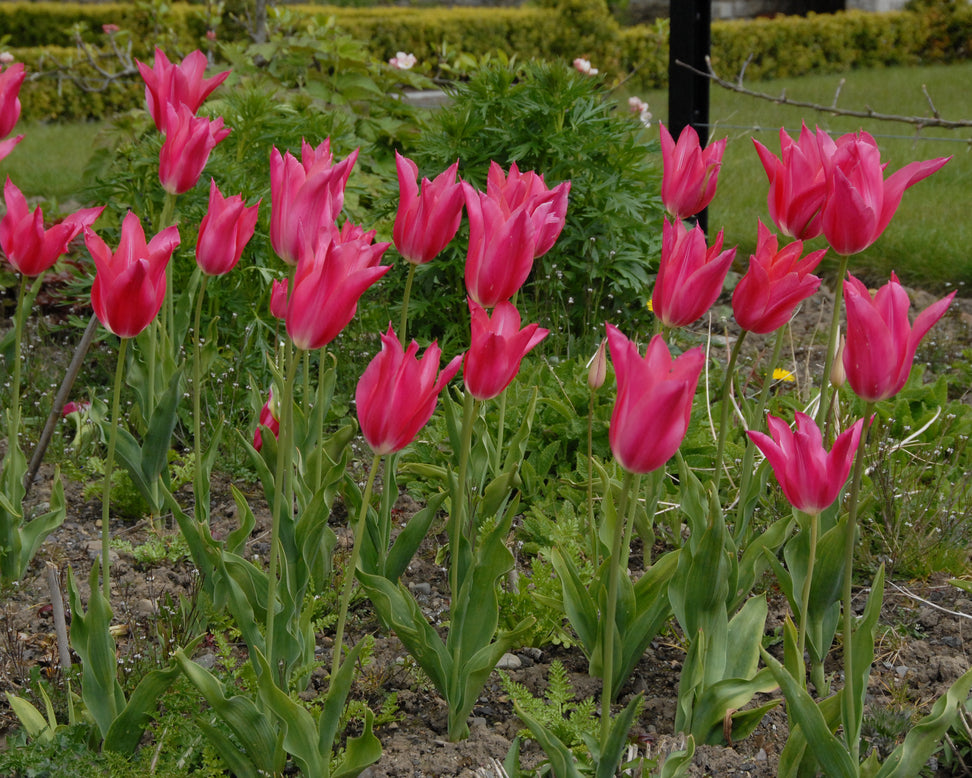 Tulip 'Mariette'