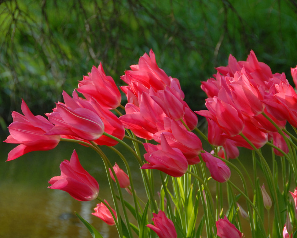 Tulip 'Mariette'