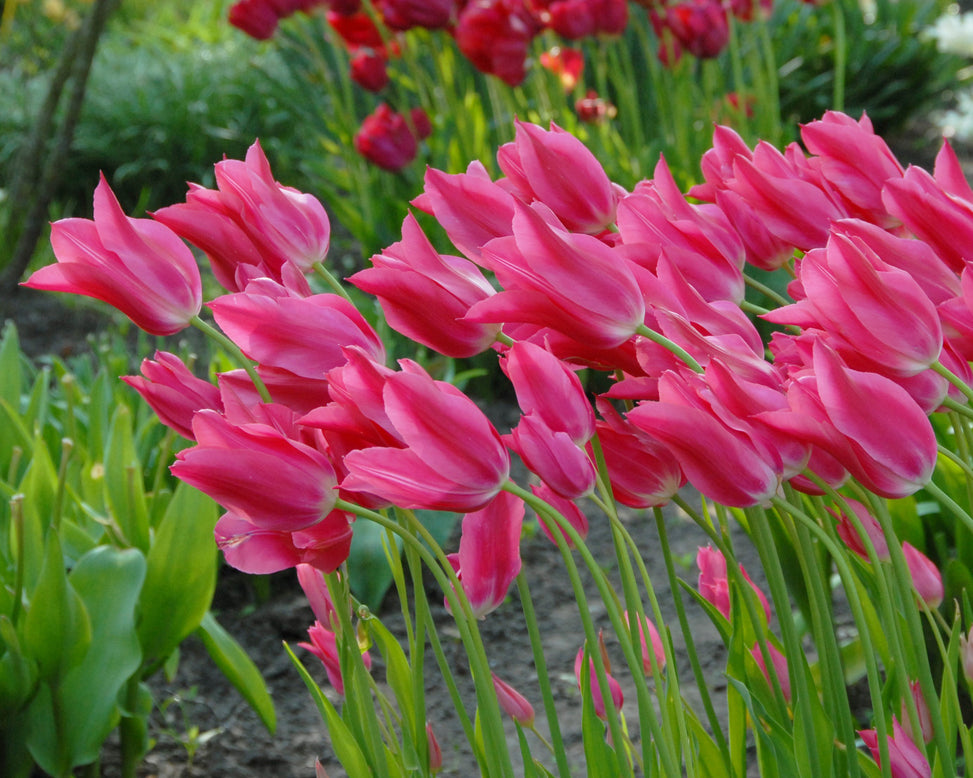 Tulip 'Mariette'