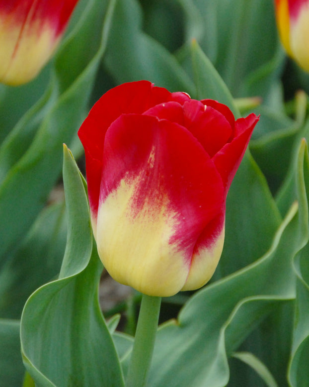 Flower BulbsMatch Bulbs UK - 1