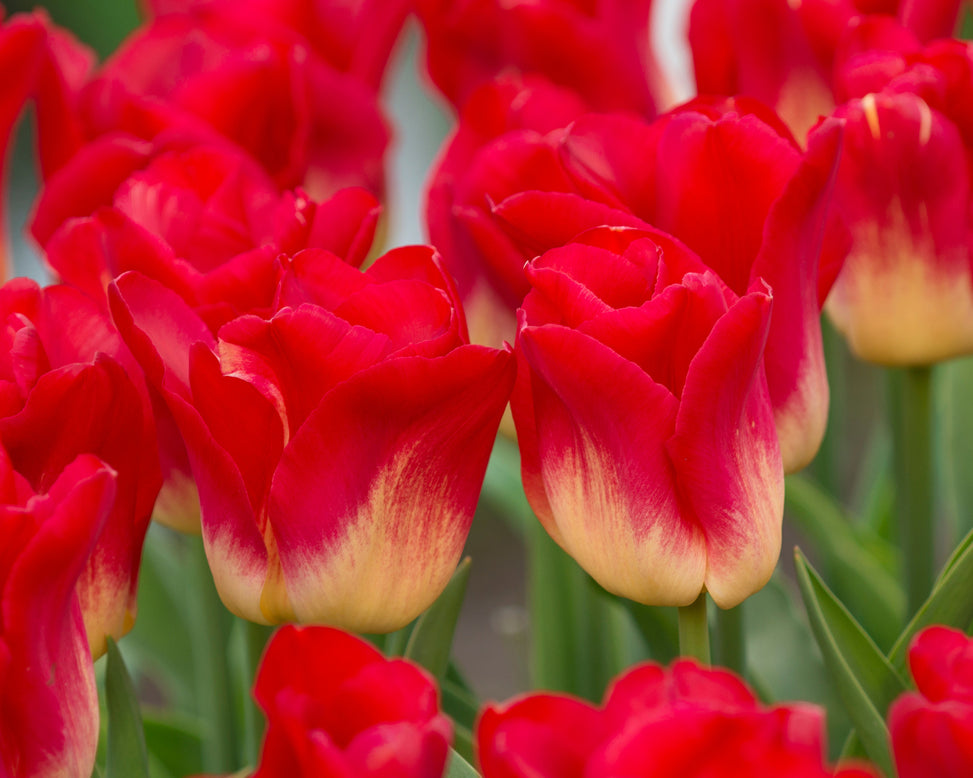 Flower BulbsMatch Bulbs UK - 2