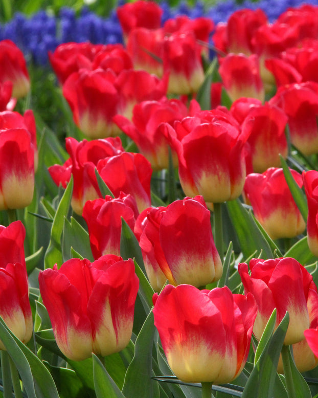 Tulip 'Match'