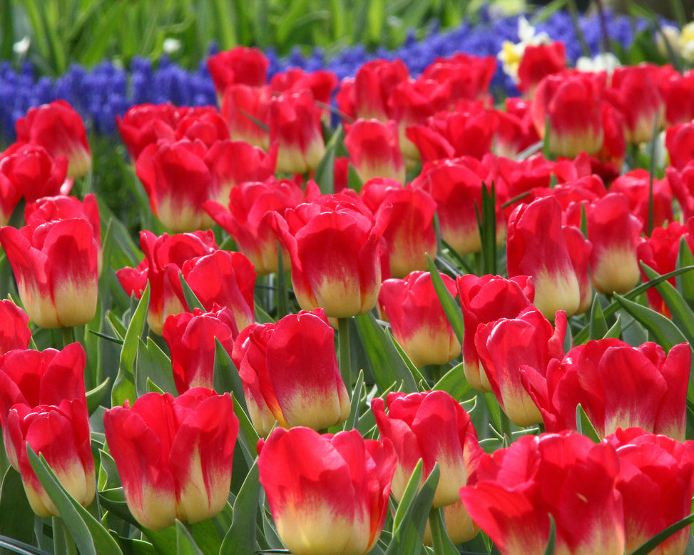 Tulip 'Match'