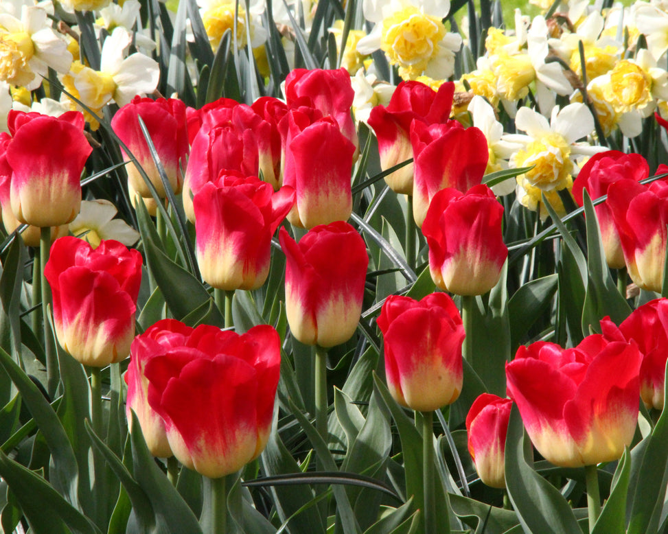 Tulip 'Match'