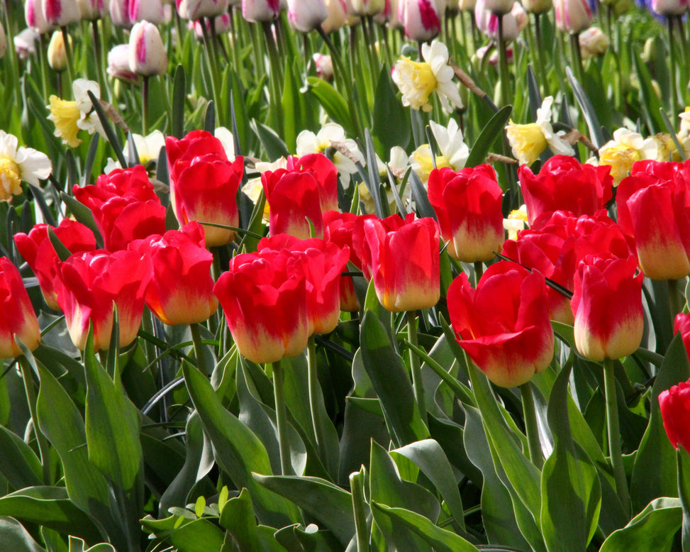 Tulip 'Match'