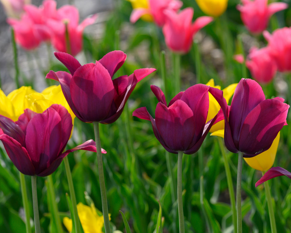 Tulip 'Merlot'