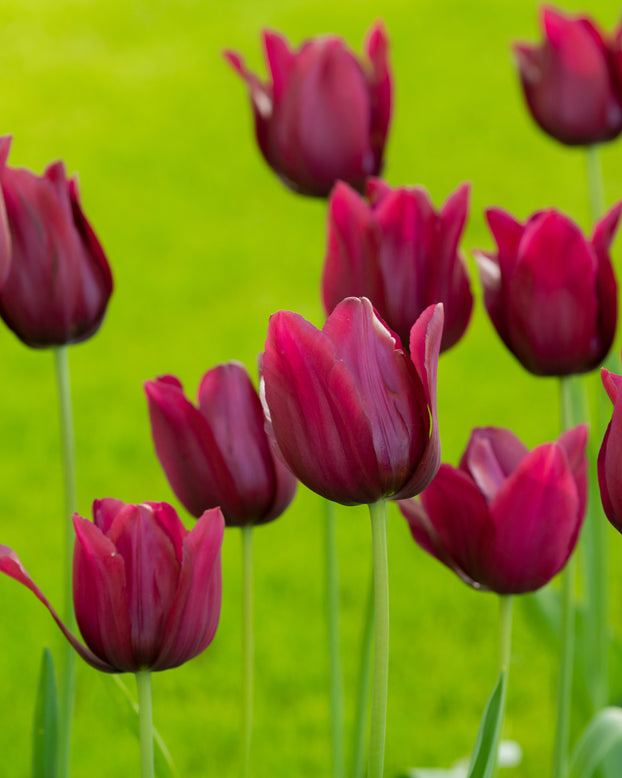Tulip 'Merlot'