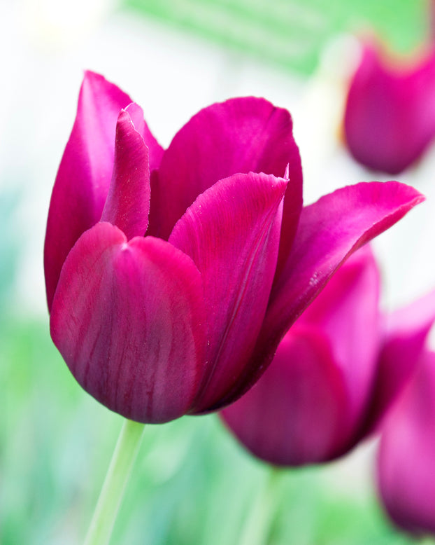 Tulip 'Merlot'