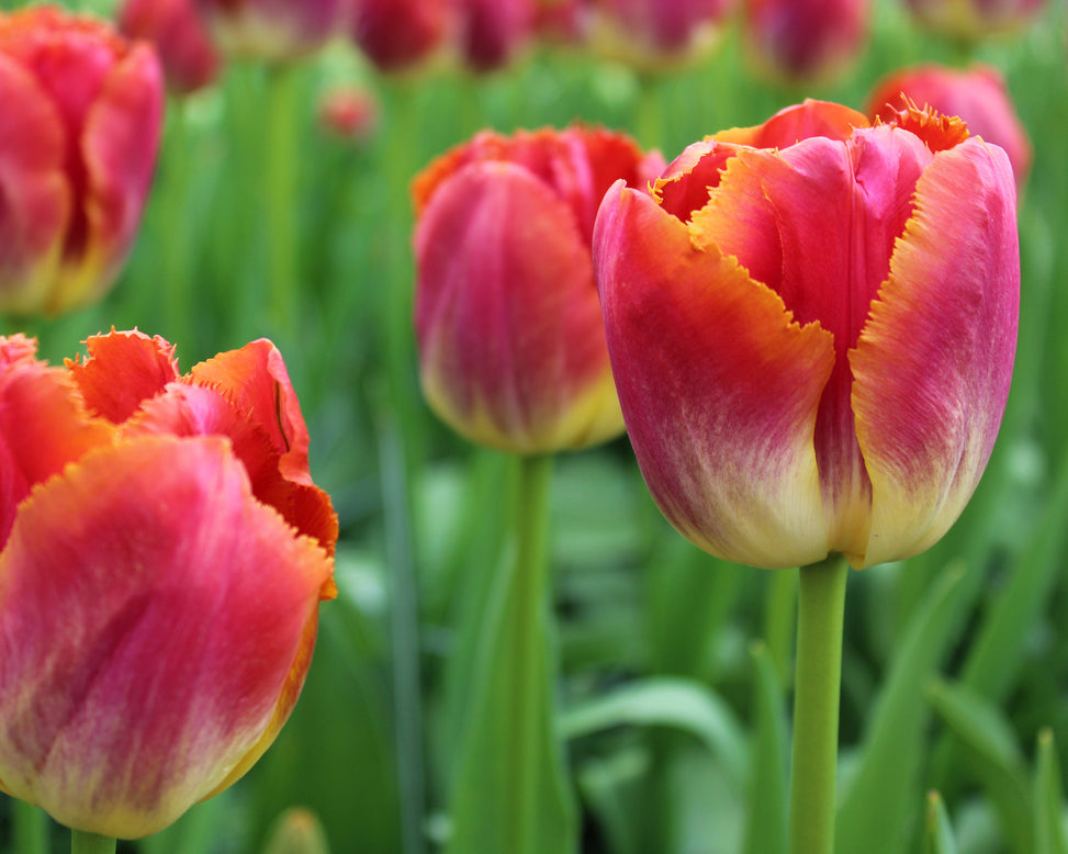 Flower BulbsMiami Sunset™ Bulbs UK - 4