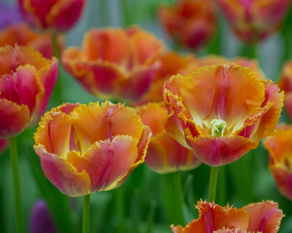 Flower BulbsMiami Sunset™ Bulbs UK - 3