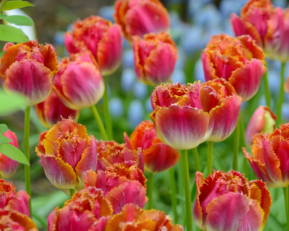 Flower BulbsMiami Sunset™ Bulbs UK - 2