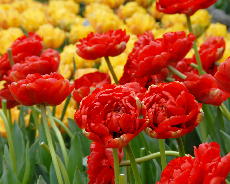 Flower BulbsMiranda Bulbs UK - 2