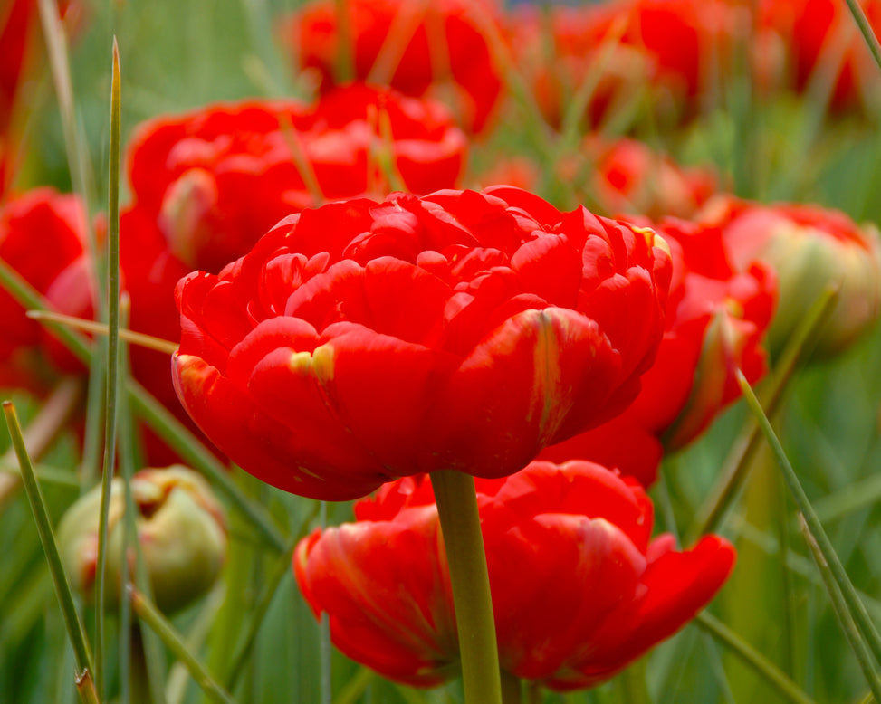 Flower BulbsMiranda Bulbs UK - 3