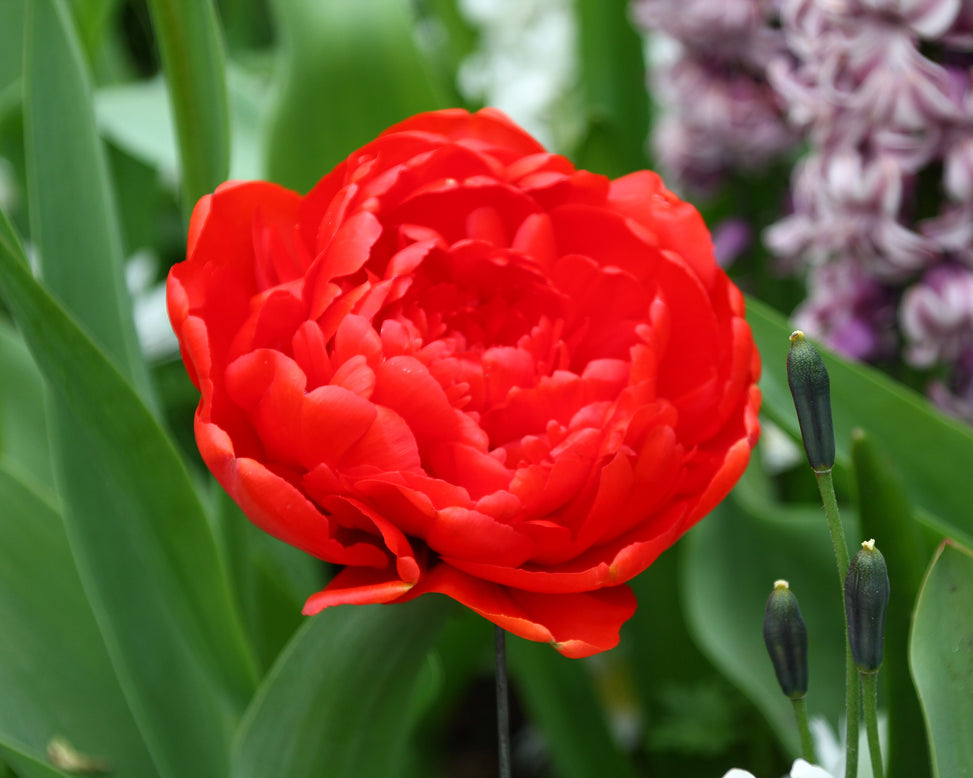 Tulip 'Miranda'