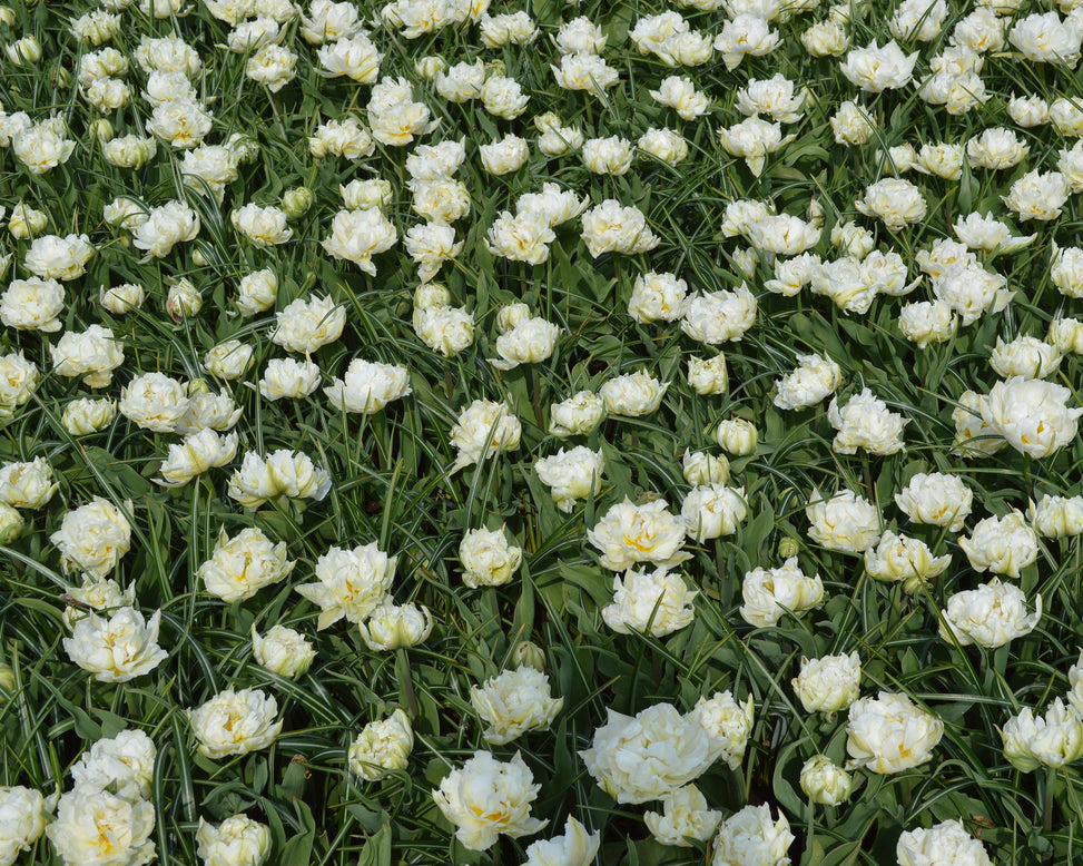 Flower BulbsMondial™ Bulbs UK - 3