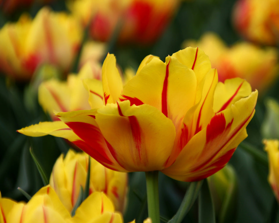 Tulip 'Monsella'